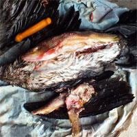 Photo du contenu d'un cormoran